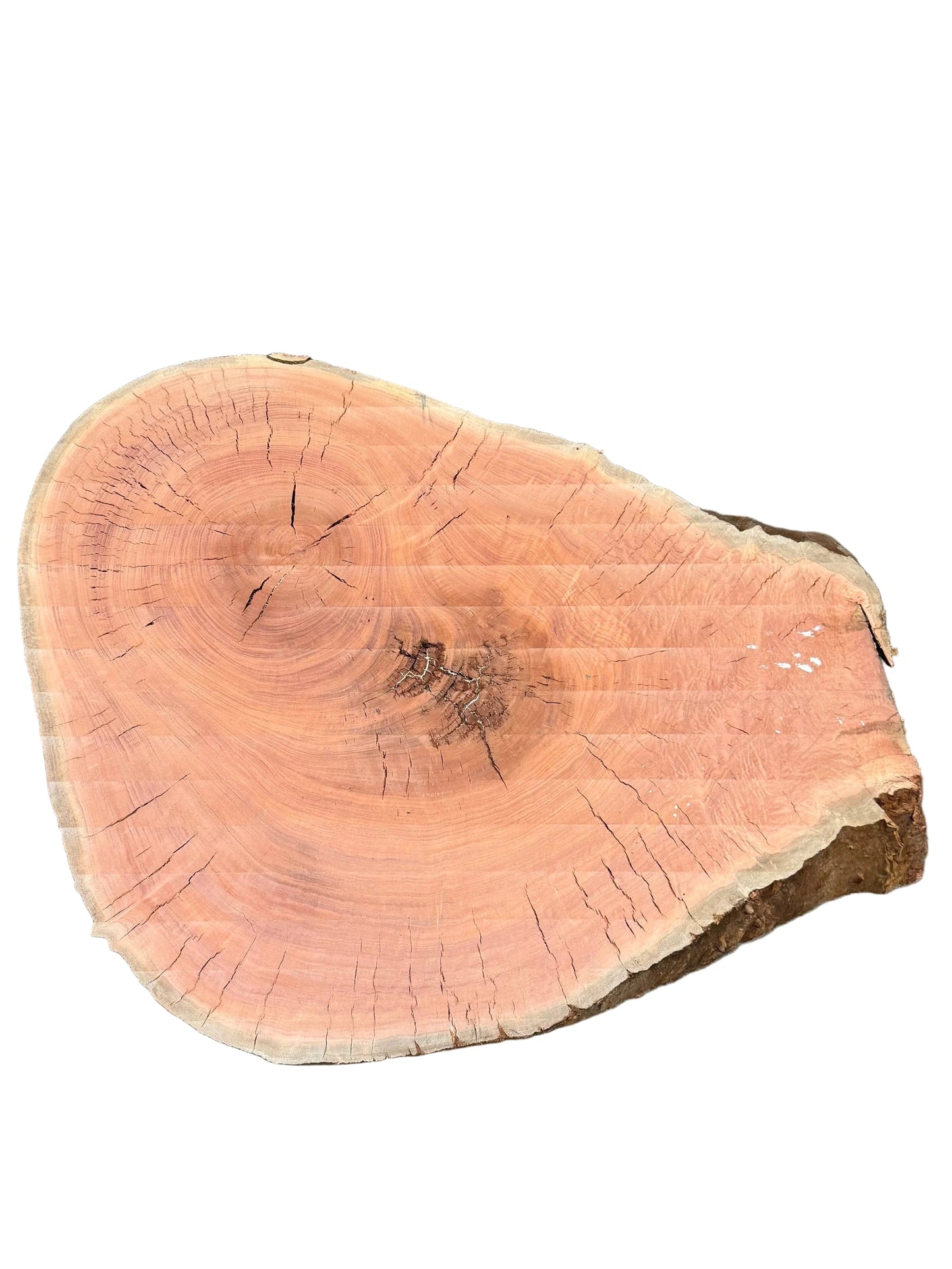 Eucalyptus Cookie S2S 3568.KWW