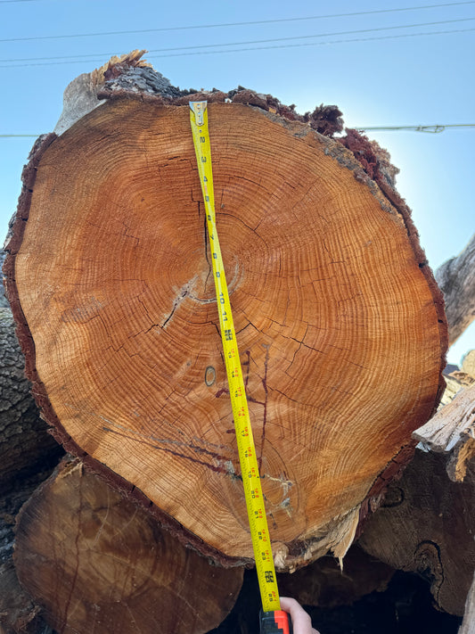Douglas Fir Cookie