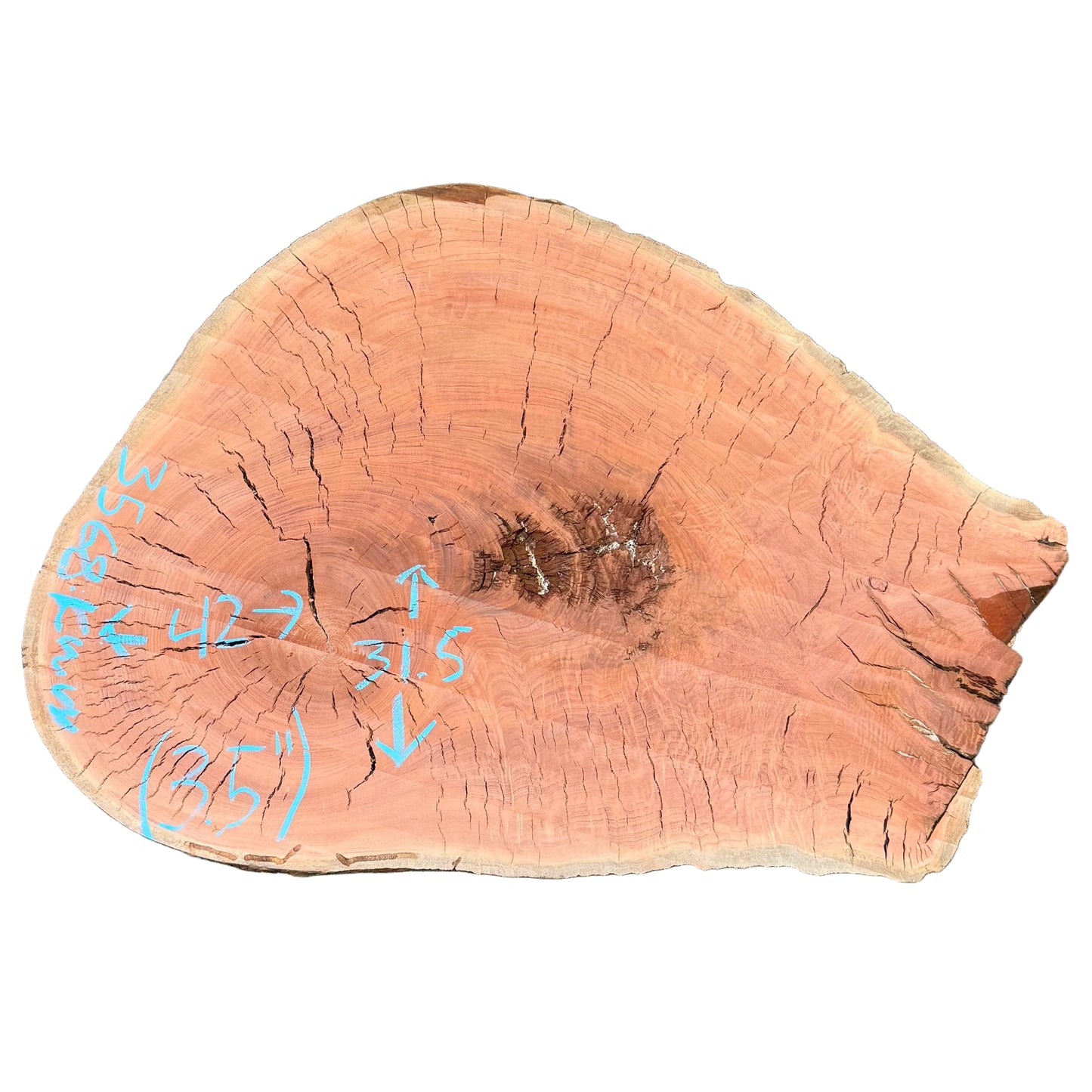 Eucalyptus Cookie S2S 3568.KWW