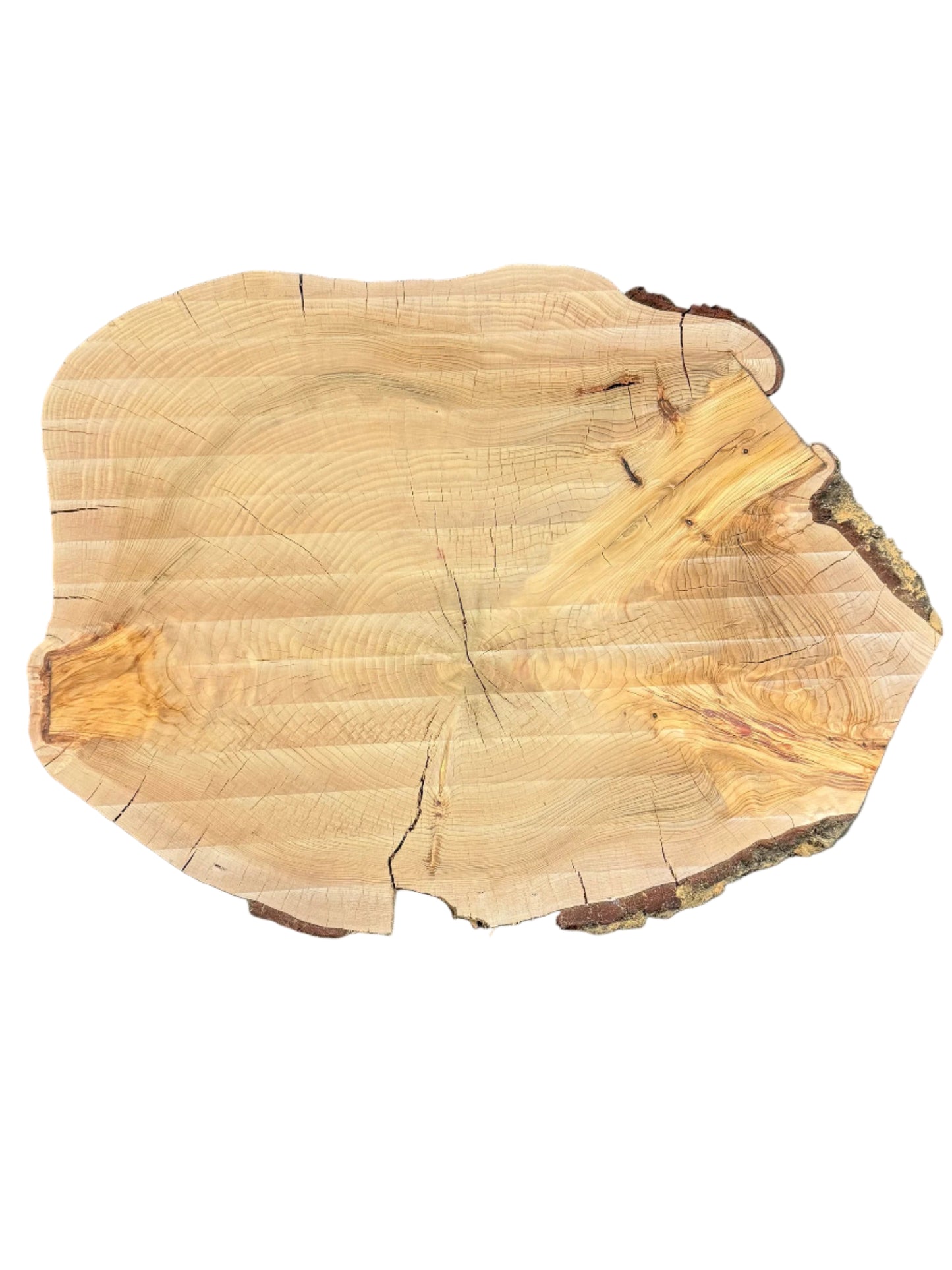 Deodar Cedar Cookie S2S 3304.KLD