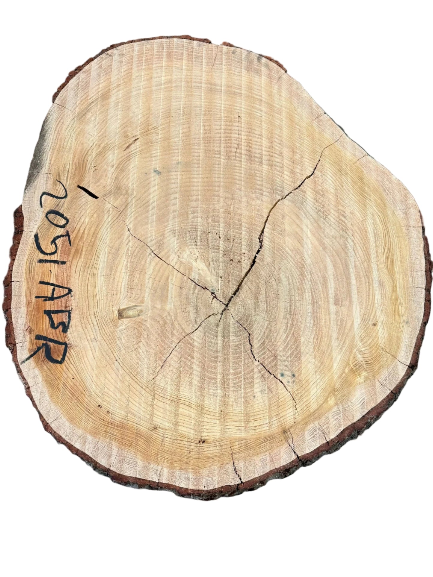 Deodar Cedar Cookie S2S 2051.ABR