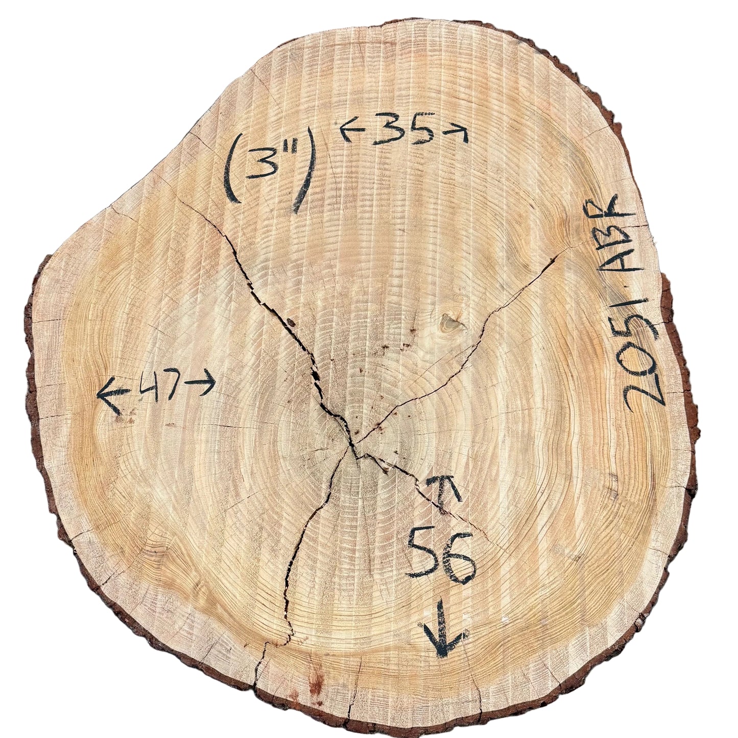 Deodar Cedar Cookie S2S 2051.ABR