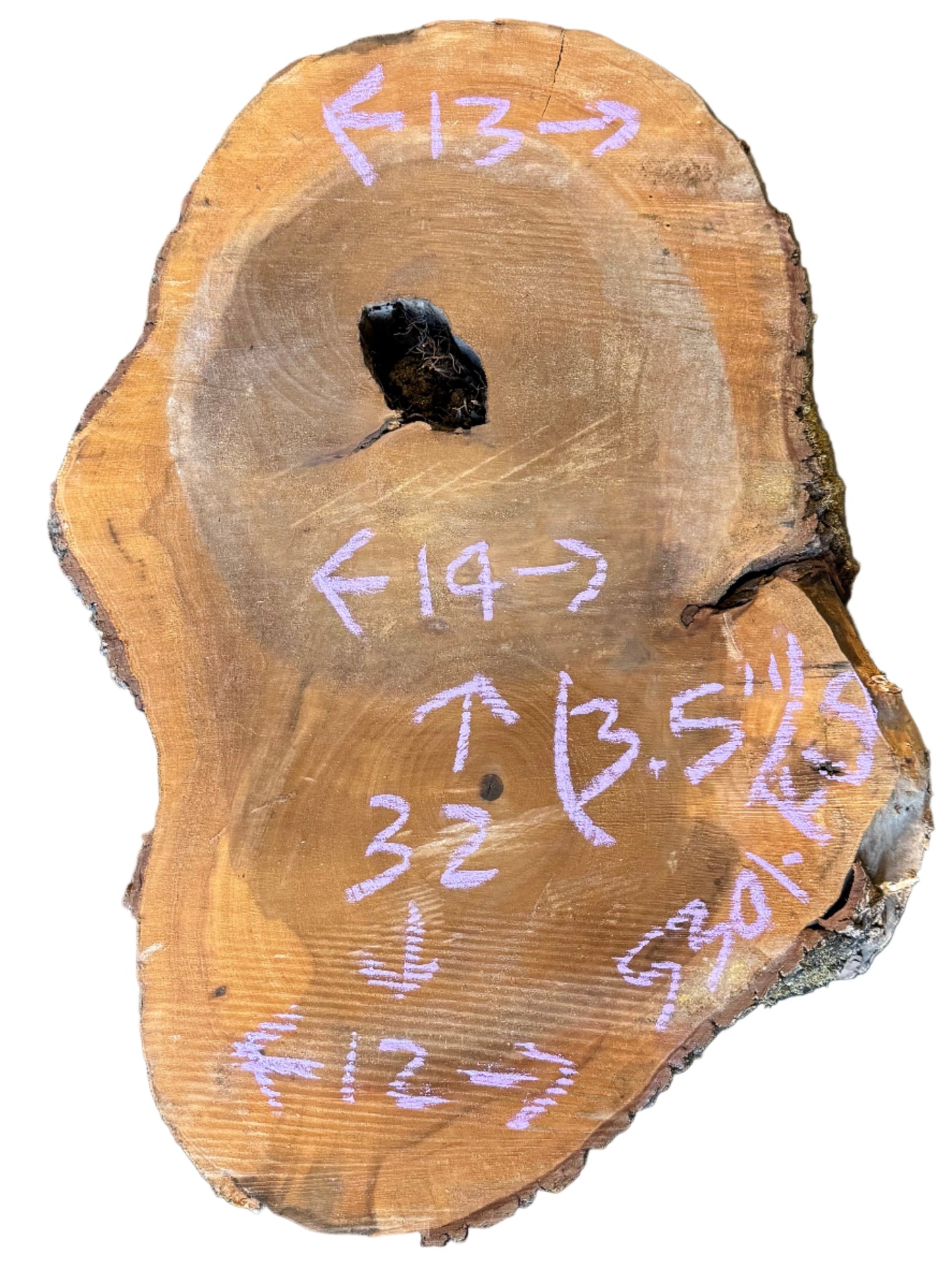 Bay Laurel Cookie 5301.KLD