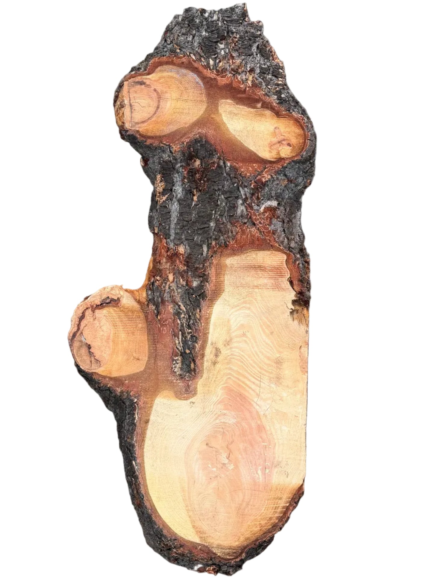 Douglas Fir Cookie 5788.ALD