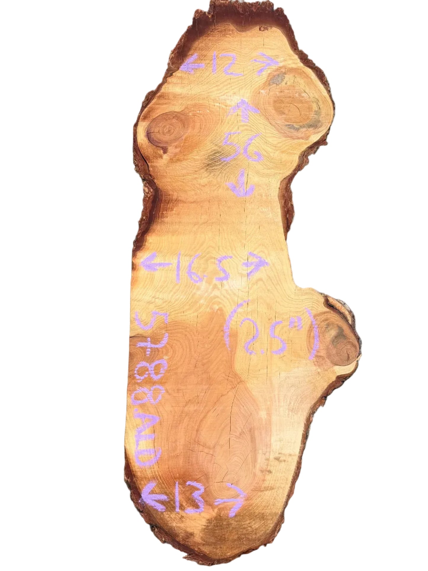 Douglas Fir Cookie 5788.ALD