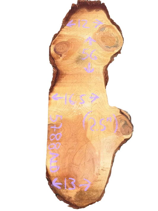 Douglas Fir Cookie 5788.ALD