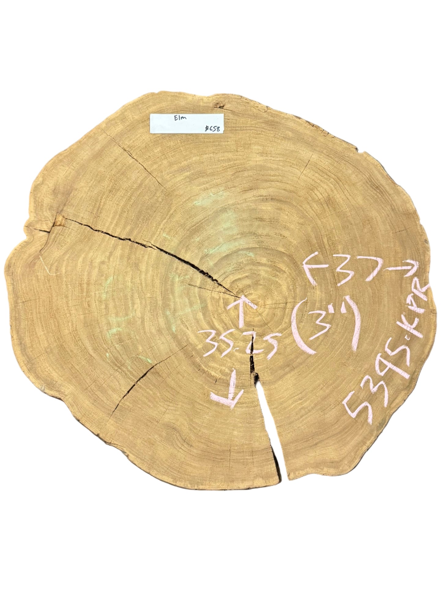 Elm cross cut cookie live edge slab