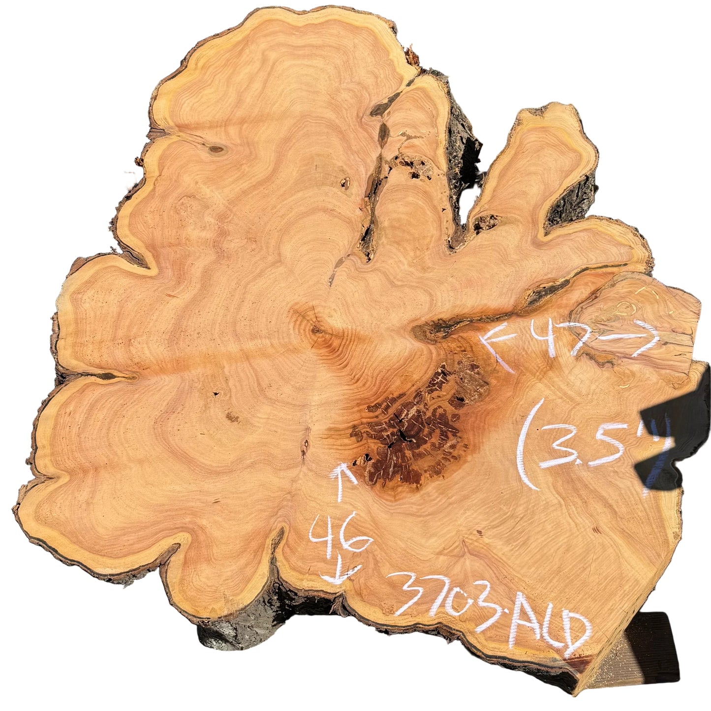 Monterey Cypress Cookie 3703.ALD