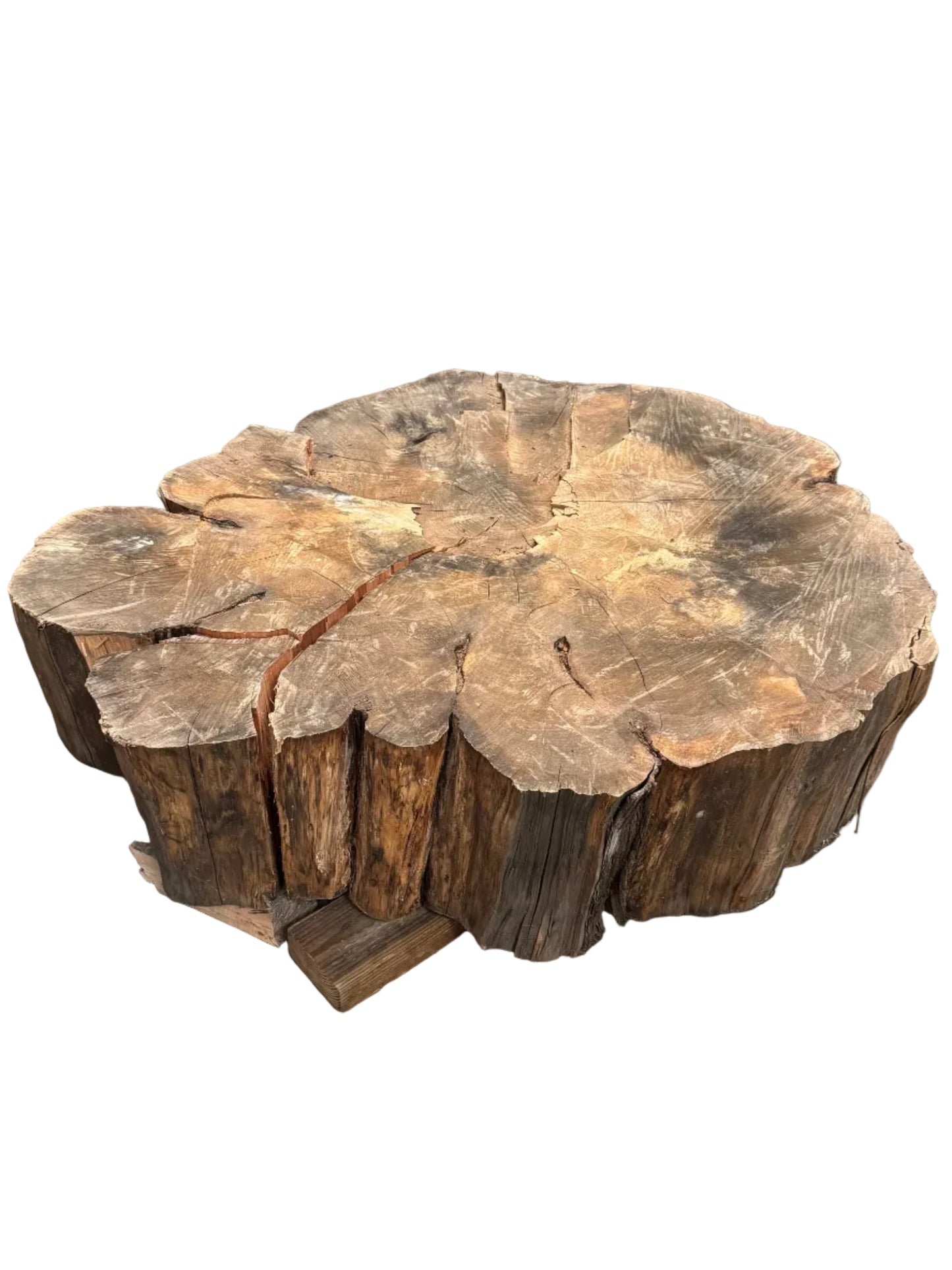Monterey Cypress Cookie