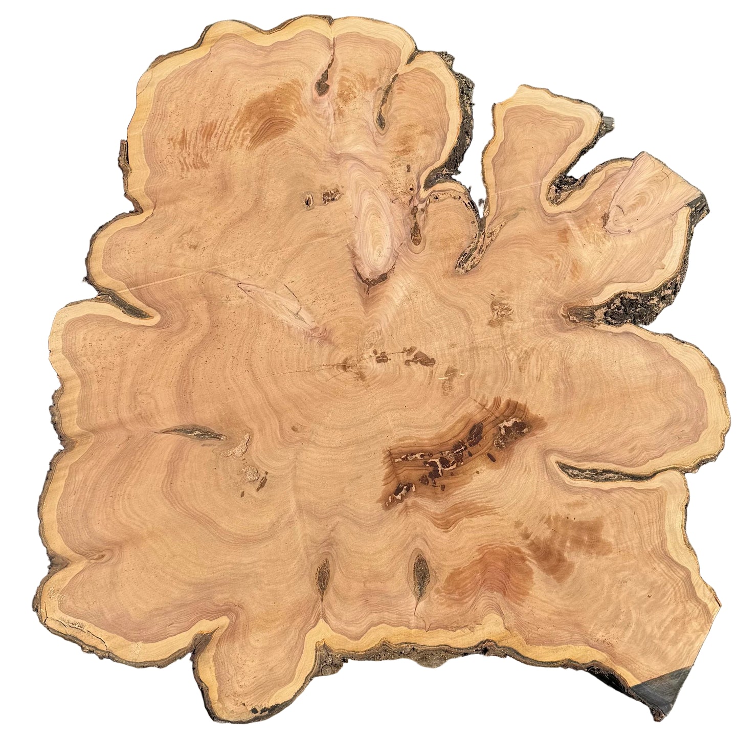 Monterey Cypress Cookie 777.ALD