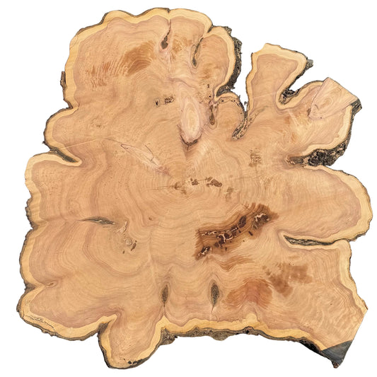 Monterey Cypress Cookie 777.ALD