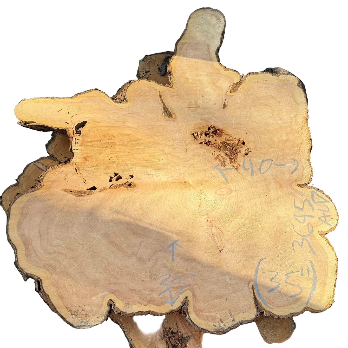 Monterey Cypress Cookie 3695.ALD