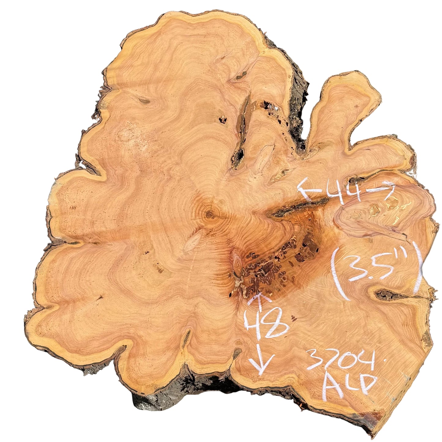 Monterey Cypress Cookie 3704.ALD