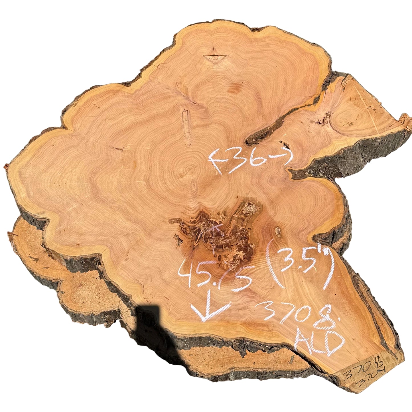 Monterey Cypress Cookie 3708.ALD