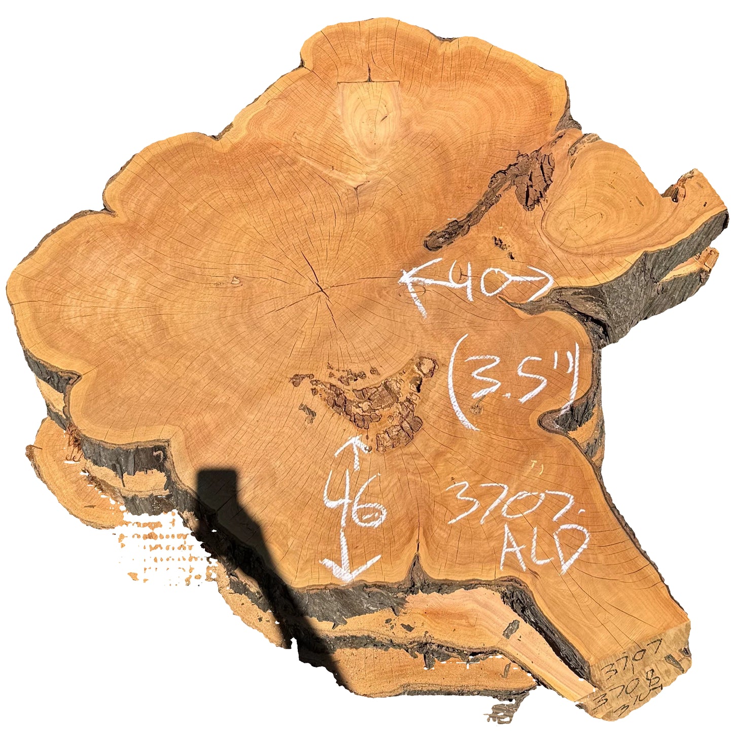 Monterey Cypress Cookie 3707.ALD