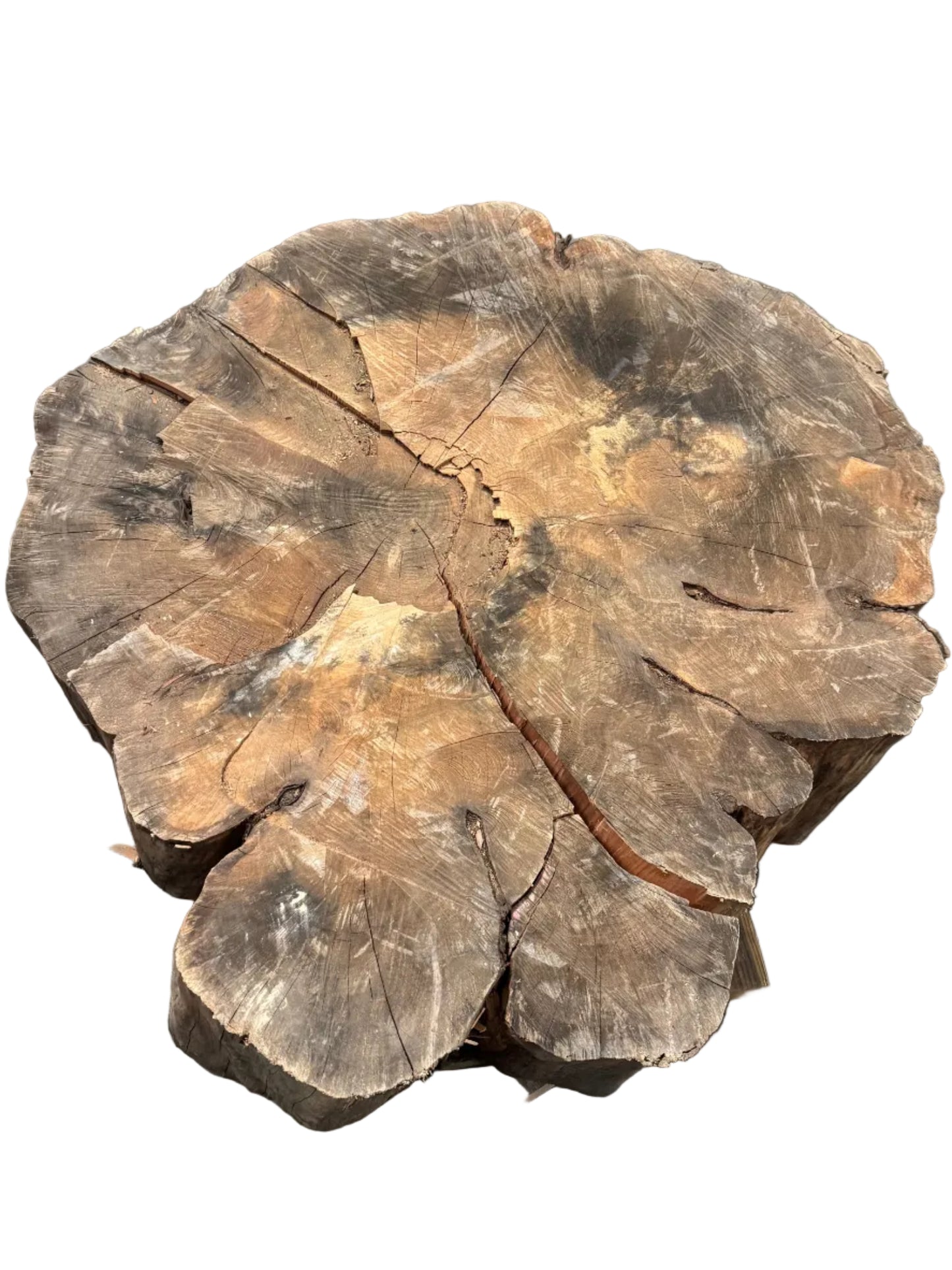 Monterey Cypress Cookie