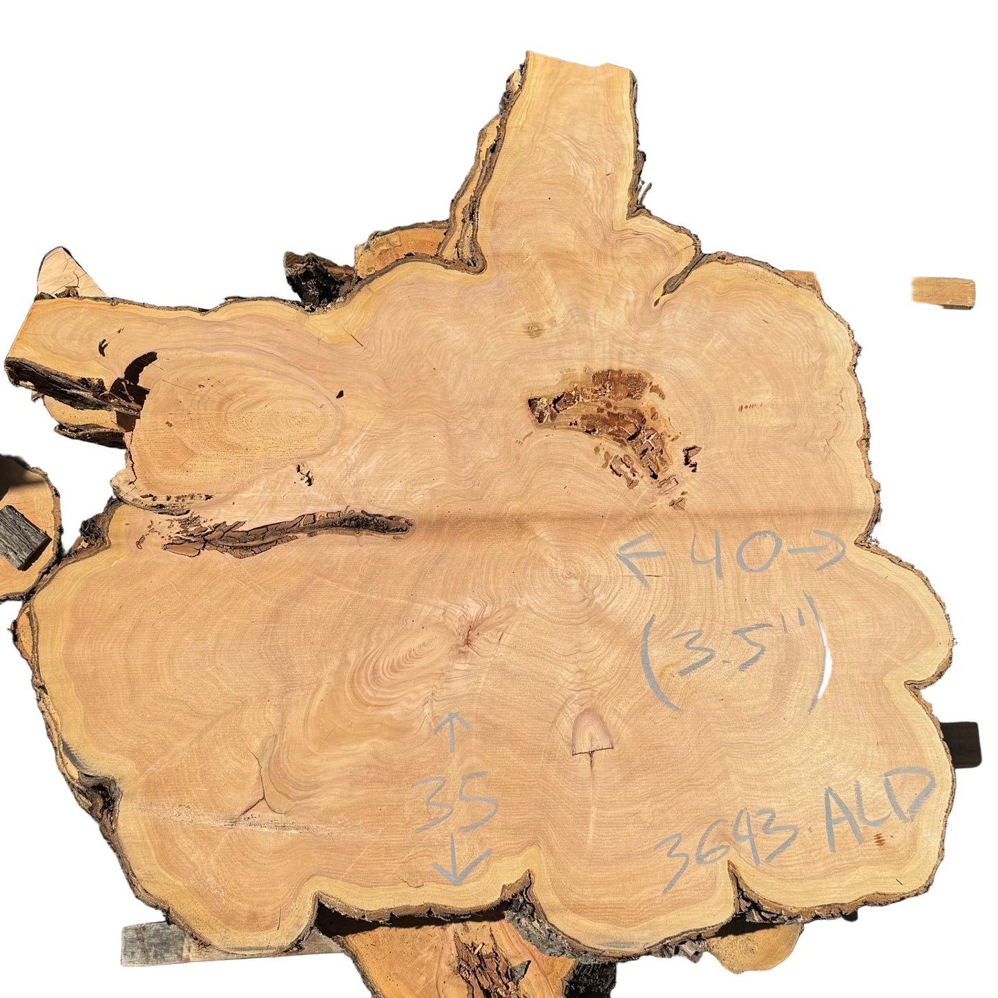 Monterey Cypress Cookie 3693.ALD