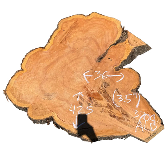 Monterey Cypress Cookie 3709.ALD